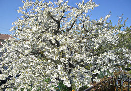 Unser Kirschbaum in voller Blüte.